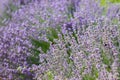 Violet flowers on a big bush in the park. Fields of Royalty Free Stock Photo