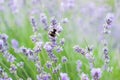 Bumblebees collecting pollen from flowers. Fields of Royalty Free Stock Photo