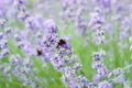 Lavender fields with bumblebees. Violet flowers on a big bush in the park. Fields of Royalty Free Stock Photo