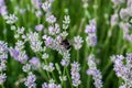 Bumblebees collecting pollen from flowers Royalty Free Stock Photo