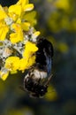 Bumblebees copulating on flowers.