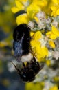 Bumblebees copulating on flowers.