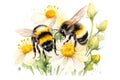 Bumblebees and daisy flowers, watercolor illustration on white background, Watercolor Bumblebees Hand Painted Summer Illustration