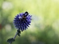 Bumblebees drinking nectar on a blue globe thistle