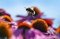 Bumblebees and Echinacea flowers Royalty Free Stock Photo