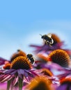 Bumblebees and Echinacea flowers Royalty Free Stock Photo