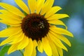 Bumblebees feeds and pollinates on Sunflowers during the summer.