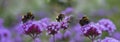 Bumblebees on the garden flower Royalty Free Stock Photo