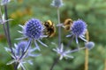 Bumblebees soak up the pollen