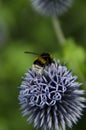 Bumblebees on a Globe Thistle