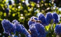 Bumblebees harvest pollen from a flowering blue ceanothus tree / bush Royalty Free Stock Photo