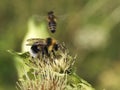 Bumblebees and Hymenoptera Cirsium oleraceum L.