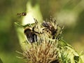 Bumblebees and Hymenoptera Cirsium oleraceum L.