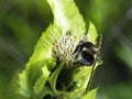 Bumblebees and Hymenoptera Cirsium oleraceum L.