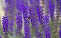 Bumblebees on Lavender flower