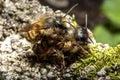 Bumblebees mating on a rock