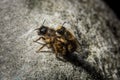 Bumblebees mating on a rock, dramatic light