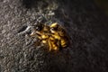 Bumblebees mating on a rock, dramatic light and dark background