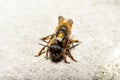 Bumblebees mating on a rock, frontal view