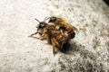 Bumblebees mating on a rock, lateral view