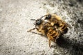 Bumblebees mating on a rock, seen from the right side