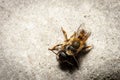 Bumblebees mating on a rock, view from above