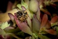 Bumblebees mating on a succulent plant
