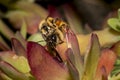 Bumblebees mating on a succulent plant