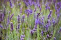 Bumblebees at the Mayfield Lavender farm