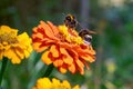 Bumblebees pollinate flower. Two bumblebees on a blooming marigold close-up Royalty Free Stock Photo