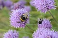 Bumblebees Pollinating a Chive Flower Allium Schoenoprasum Royalty Free Stock Photo