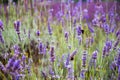 Bumblebees at the Mayfield Lavender farm