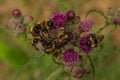 Bumblebees on a purple flower in the garden in springtime Royalty Free Stock Photo