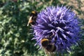 Bumblebees on the purple Globe Thistle in the park with a blurred backgroung Royalty Free Stock Photo