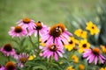 Bumblebees sitting on colorful flowers Royalty Free Stock Photo