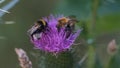 Bumblebees on a thistle