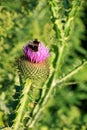 Bumblebees on a thistle flower