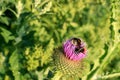 Bumblebees on a thistle flower