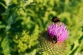 Bumblebees on a thistle flower