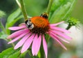 Bumblebees on a warm day outside in a summer garden.