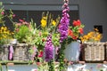 Bumblebees on a warm day outside in a summer garden.