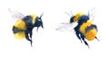 Bumblebees Watercolor Illustration Hand Drawn Royalty Free Stock Photo