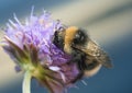 Bumblee feeding on field scabious