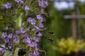 Bumbless gathering nectar from an Echium pininana