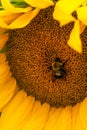 A Bumbling Bumble Bee and a Large Yellow Sunflower