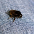 Bumbus - Bumble Bee on Denim Royalty Free Stock Photo