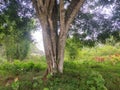Bumiayu Brebes Central Java Indonesia big and tall banyan tree in the garden
