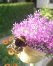 A Bumlebee is collecting Nectar on a Giant Onion in the garden Royalty Free Stock Photo