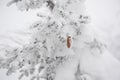 A bump on a snow spruce is covered in snow