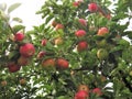 Bumper crop of apples in a South Dublin garden.